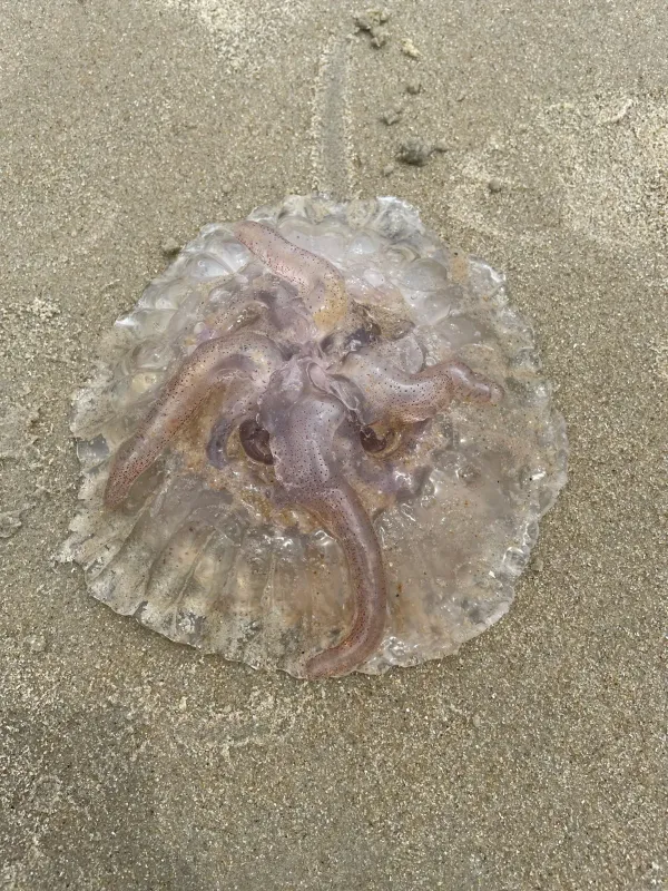 Sea nettle
