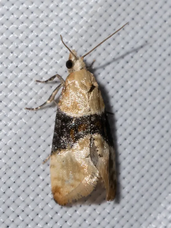 European grapevine moth