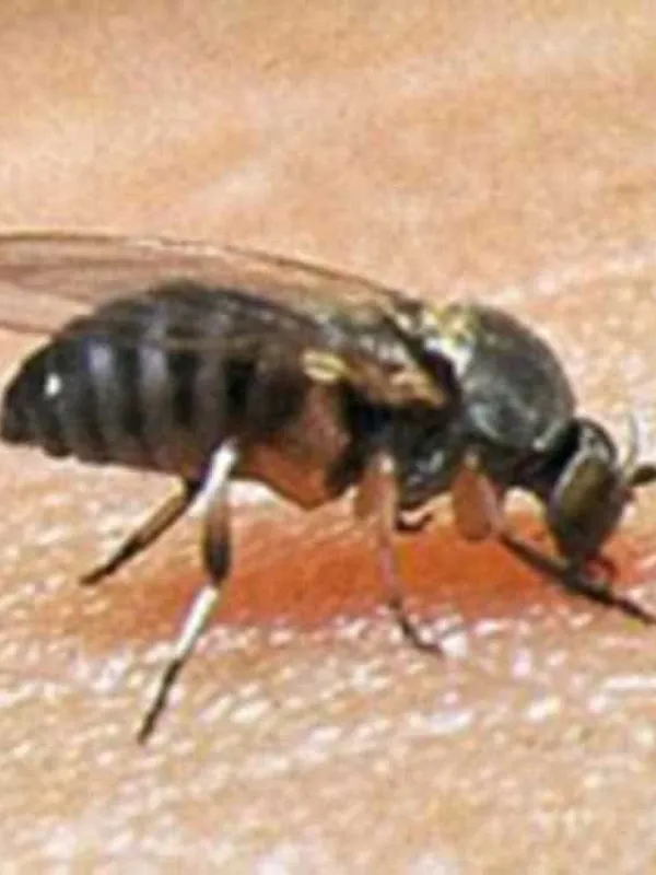 Cnephia