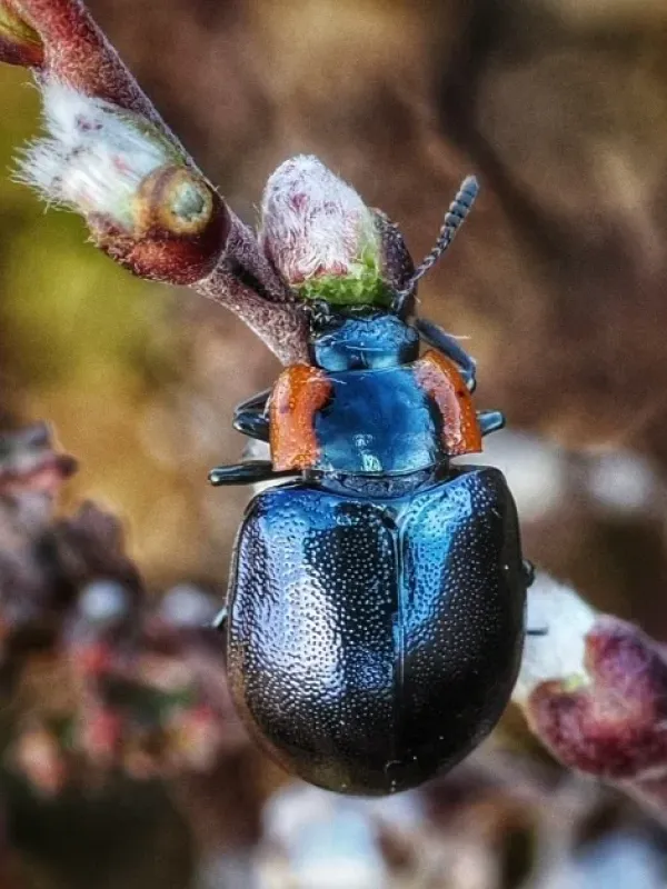 Alpine leaf beetle