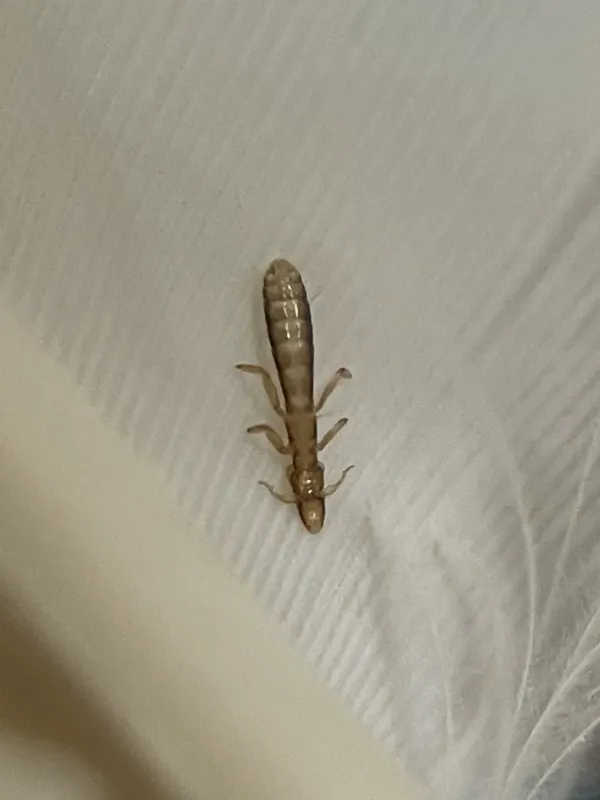 Pigeon louse