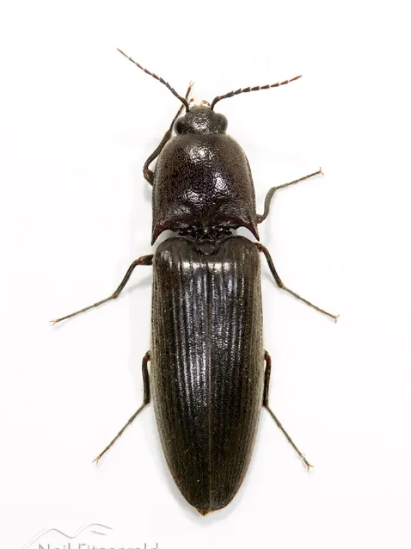 Conoderus exsul