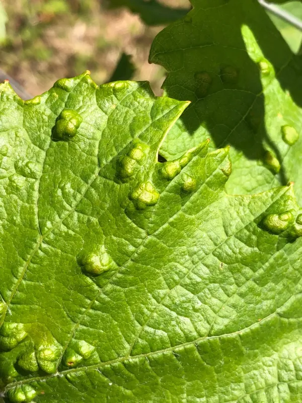 Grape erineum mite