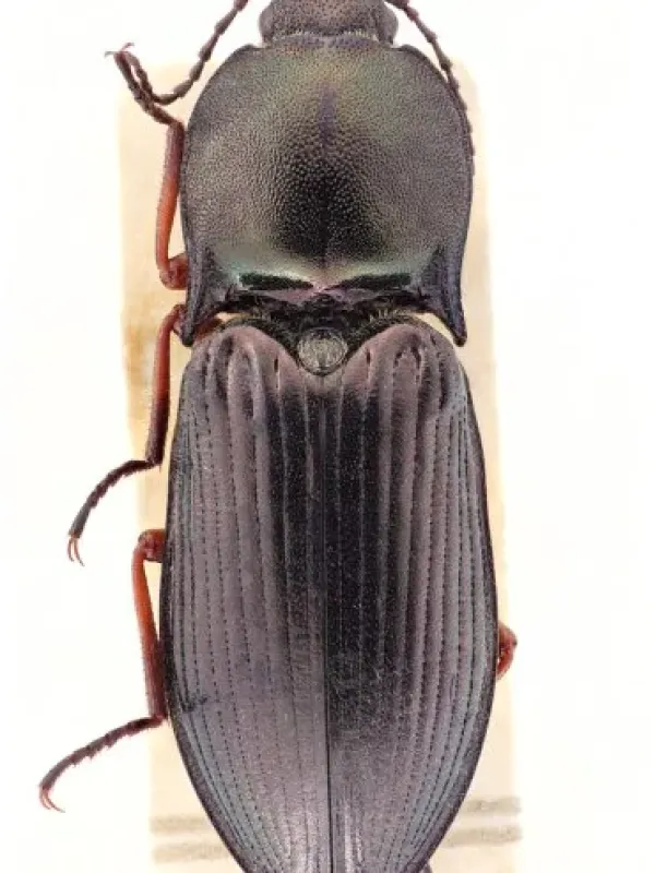 Wide-chested click beetle