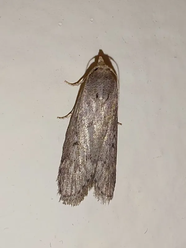 Indian meal moth (Corcyra)