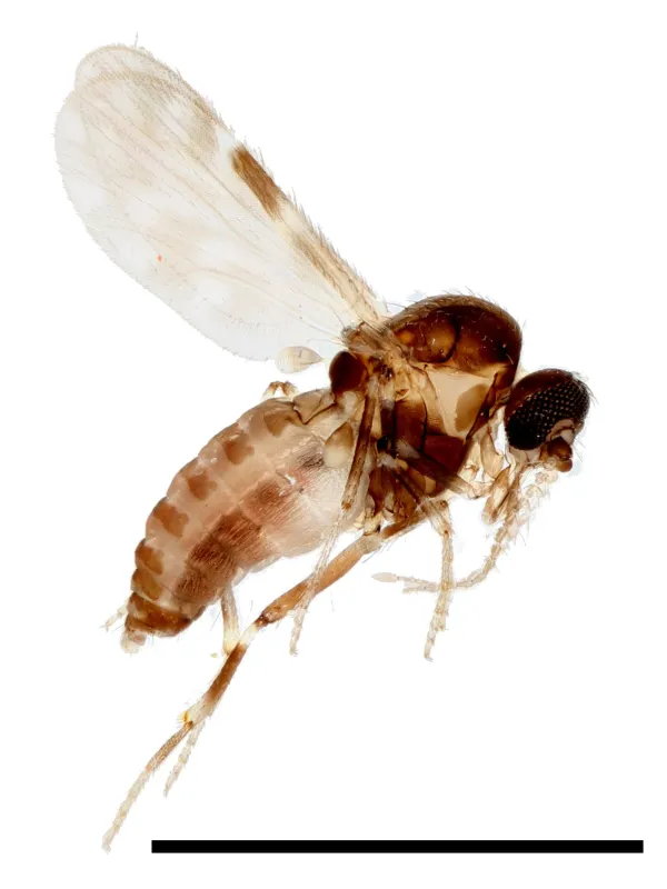Мокрец Culicoides paraensis