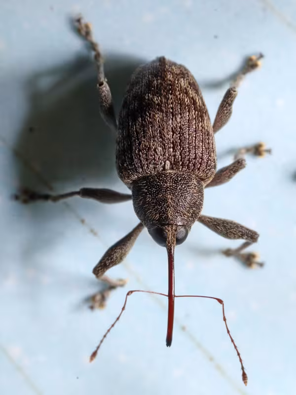 Acorn weevil