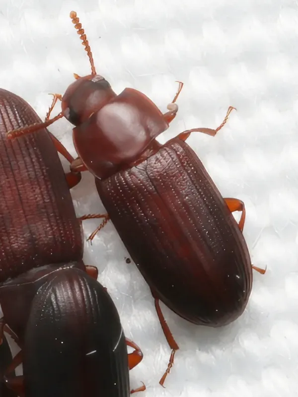 Cynaeus angustus