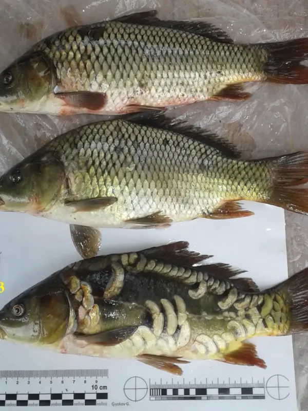 Mirror carp