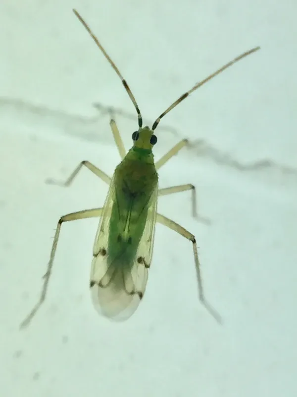 Tobacco bug