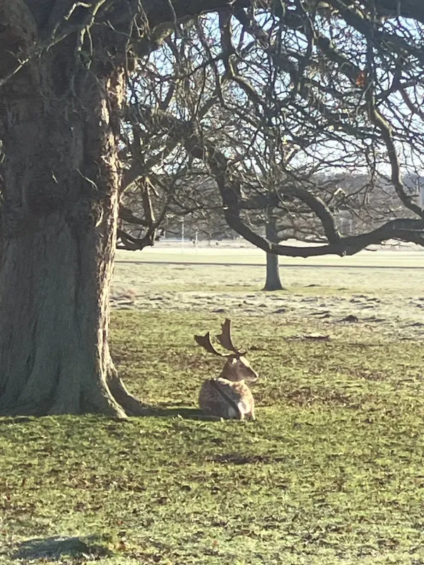 Fallow deer