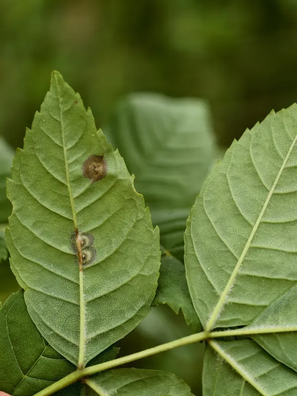 Ash leaf gall midge