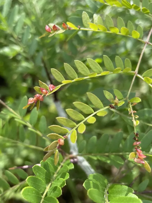 Honey locust gall midge