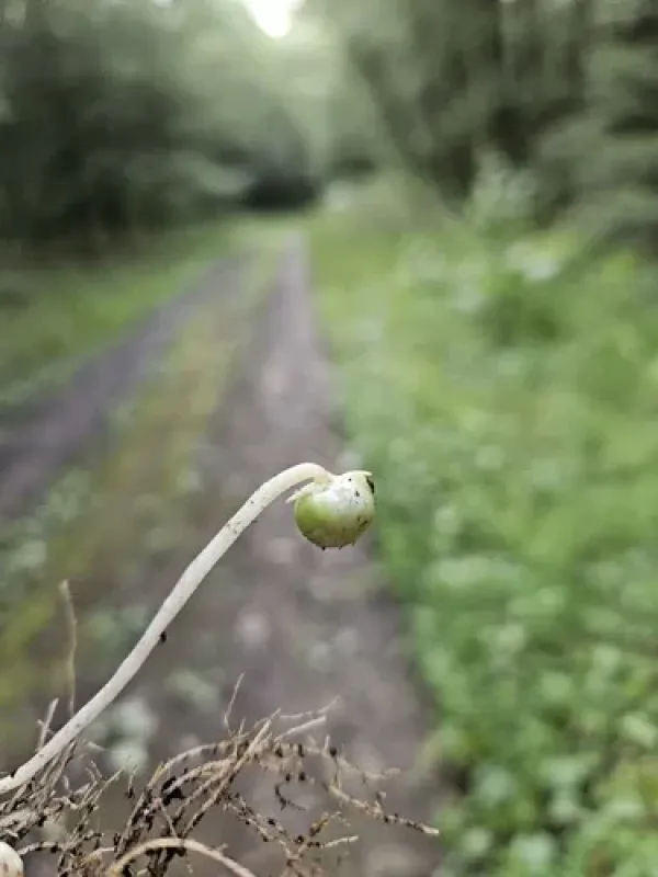 Flax seed midge