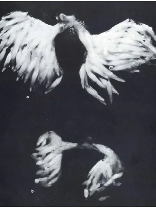 Deladenus siricidicola