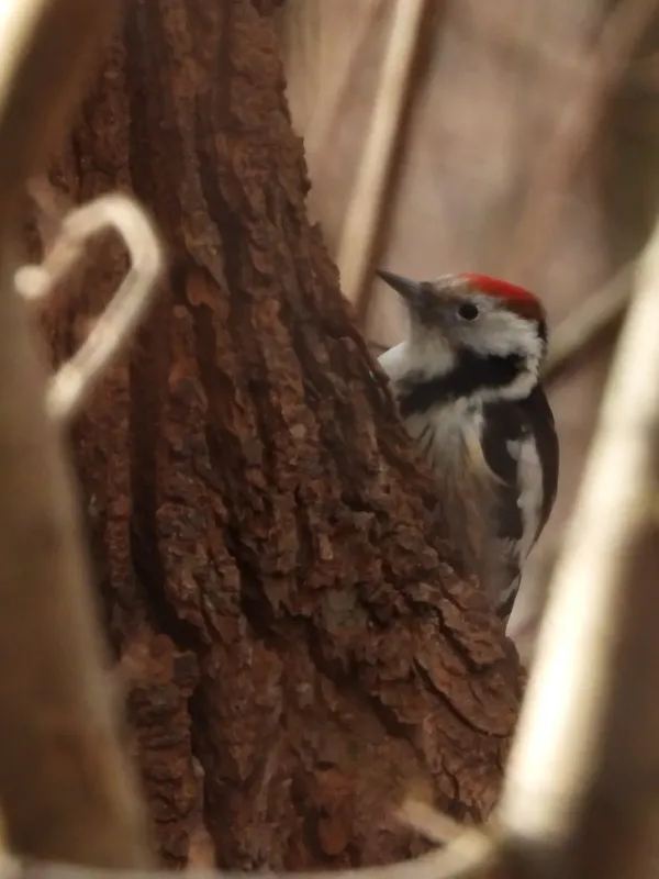 Middle spotted woodpecker