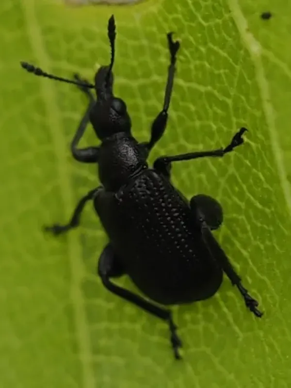 Birch leaf roll weevil