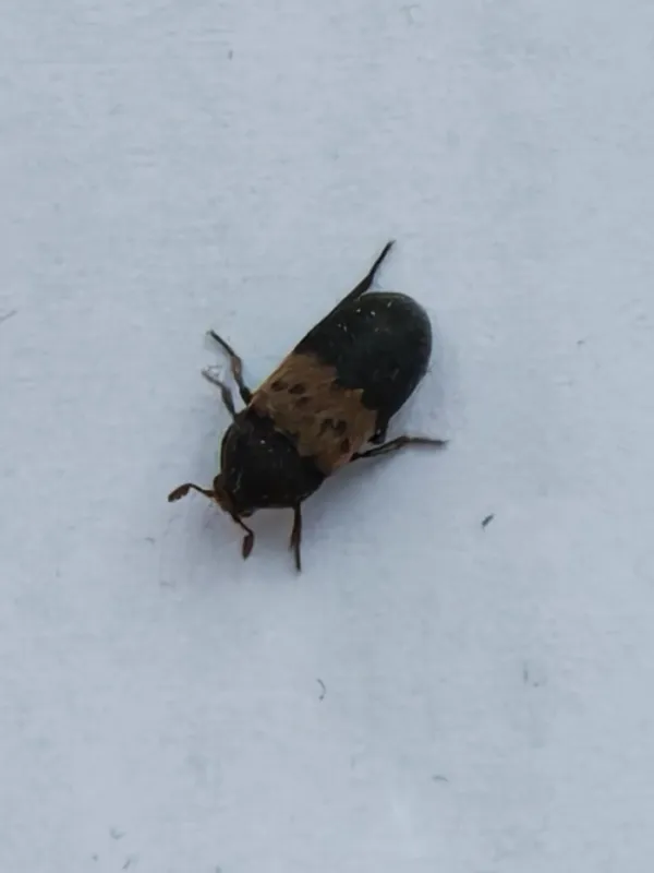 Larder beetle