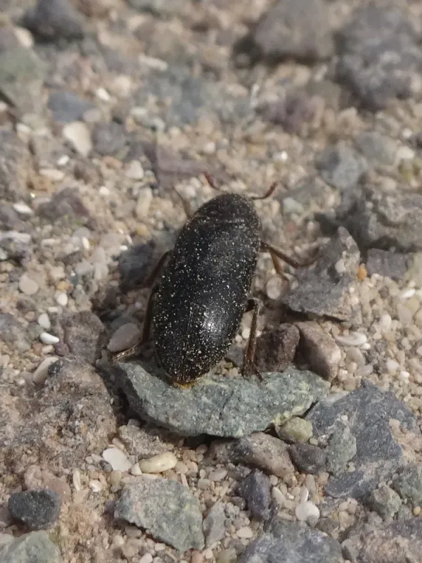 Peruvian hide beetle