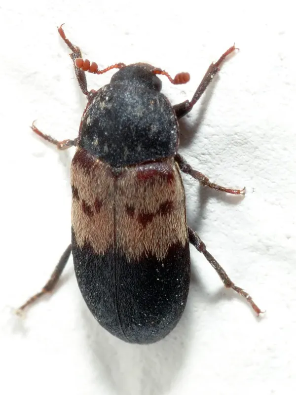 Larder beetle