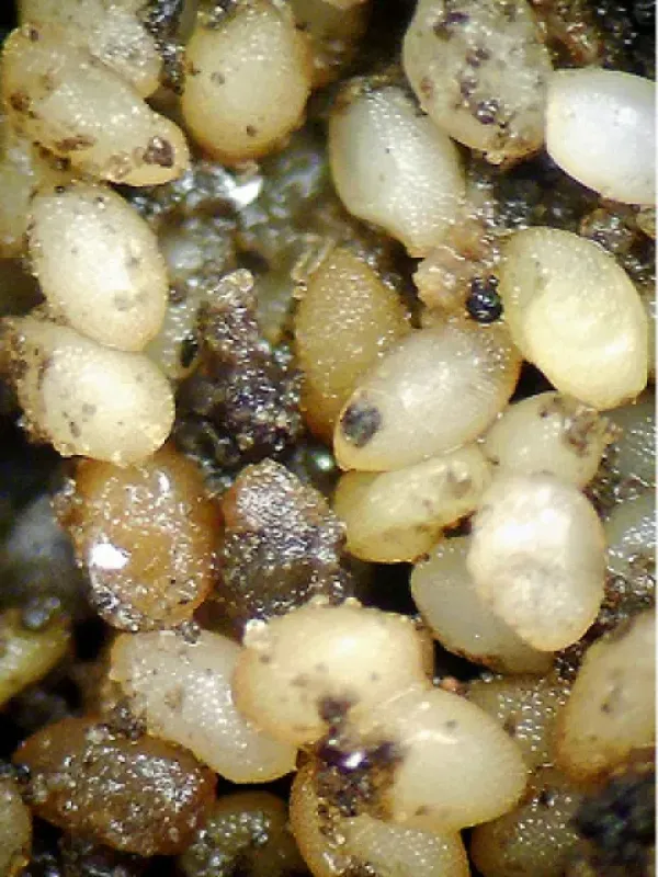 Northern corn rootworm