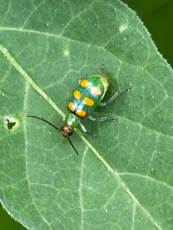 Diabrotica speciosa