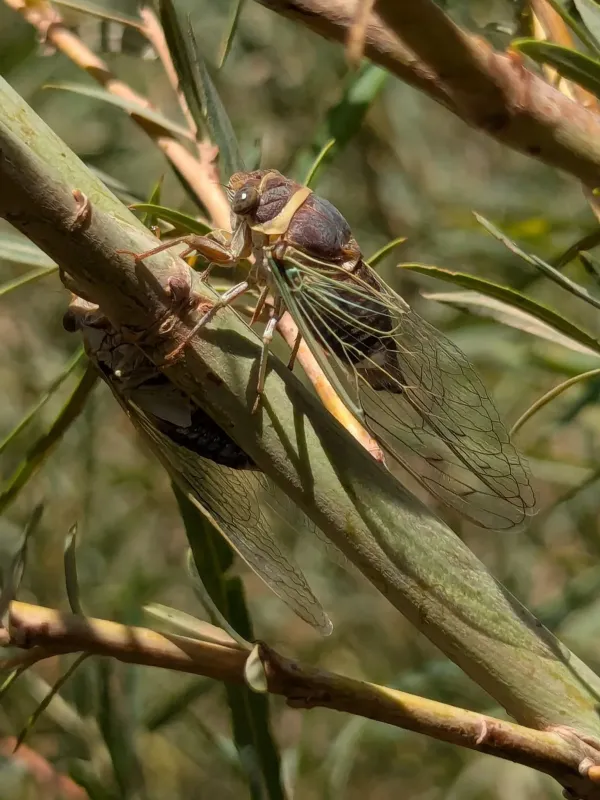 Apache cicada