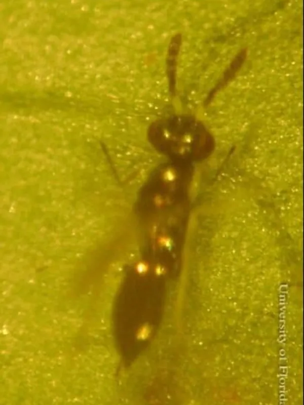 Diglyphus websteri