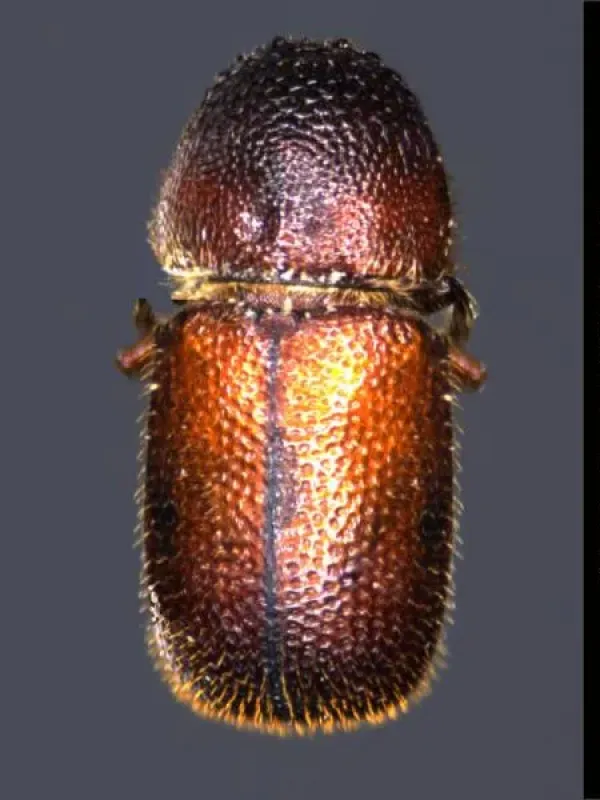Bamboo borer