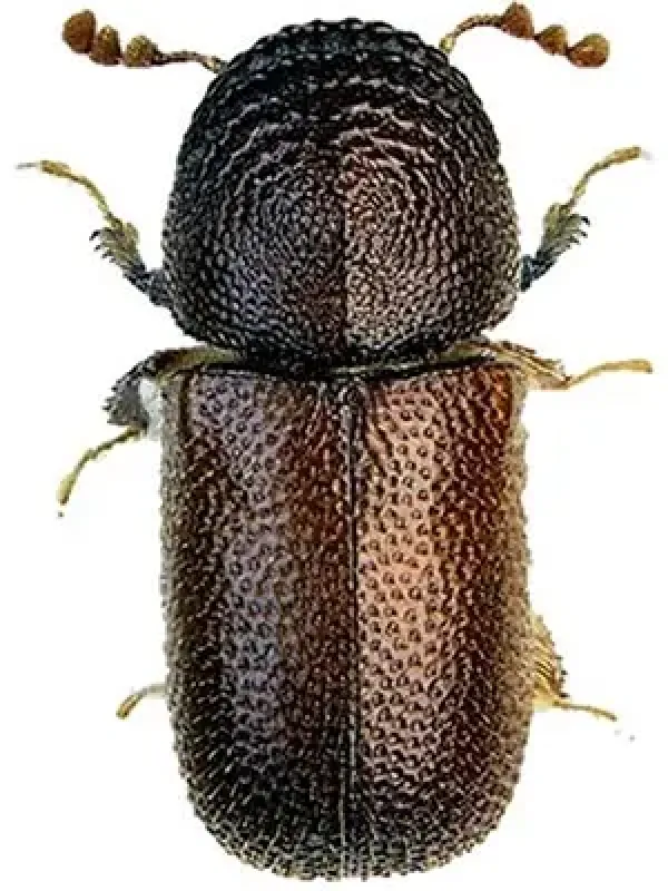 Bamboo borer
