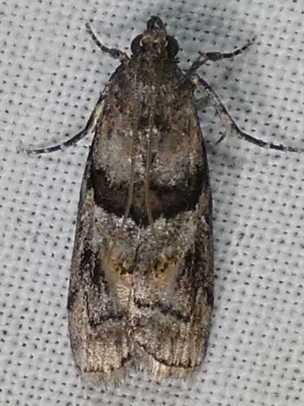 Pine cone moth