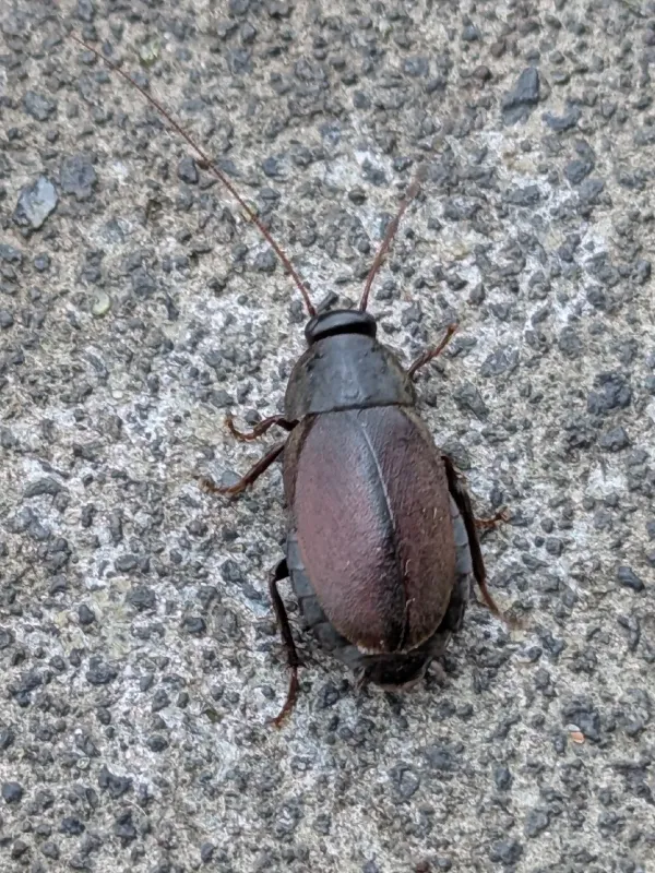Pacific beetle cockroach