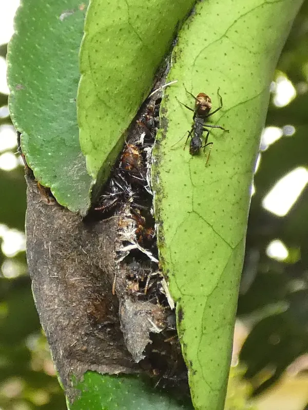 Dolichoderus bidens