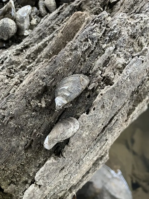 Dreissena