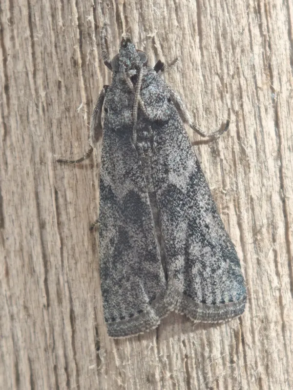 Carob moth