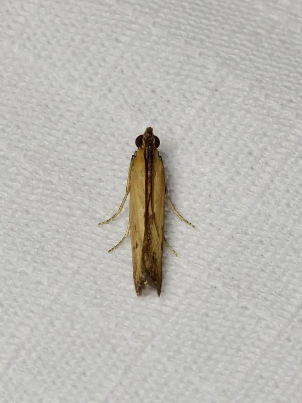 Lesser cornstalk borer