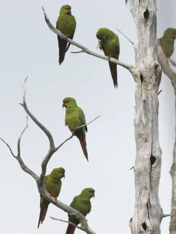 Austral parakeet