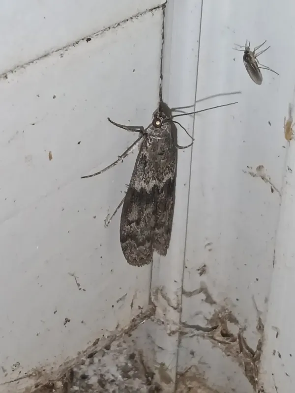 Mediterranean flour moth
