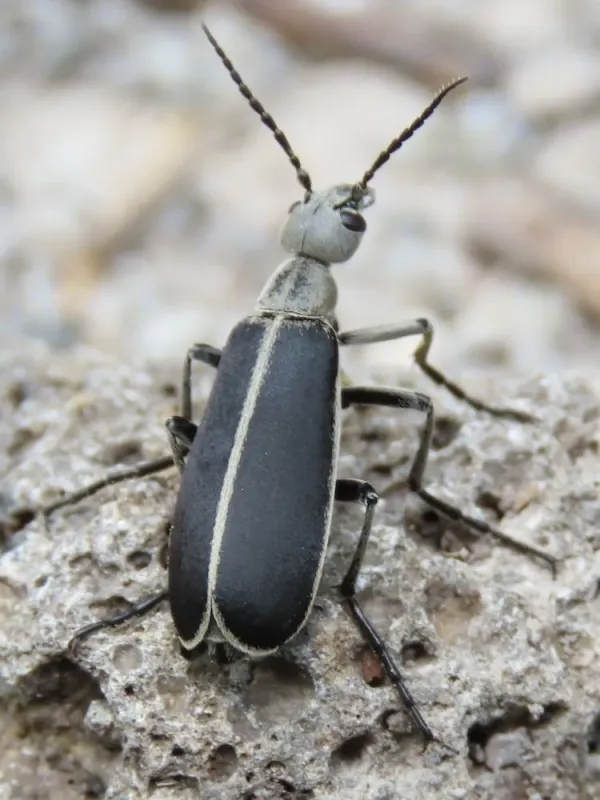 Ash-gray blister beetle