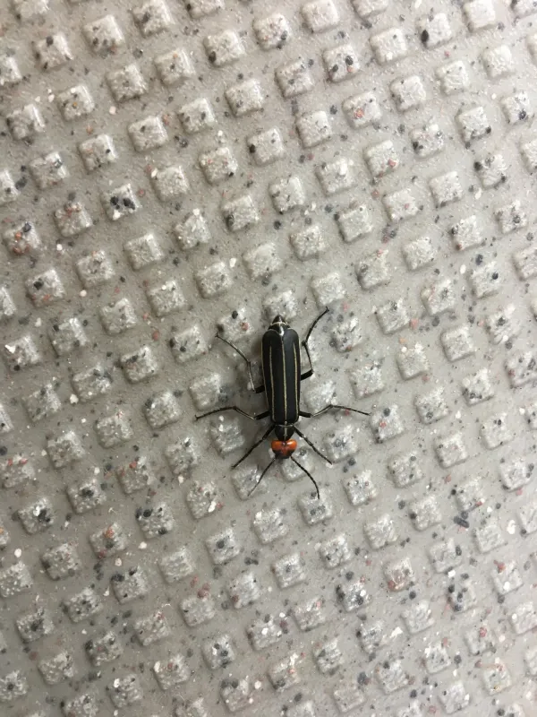 Epicauta gorhami