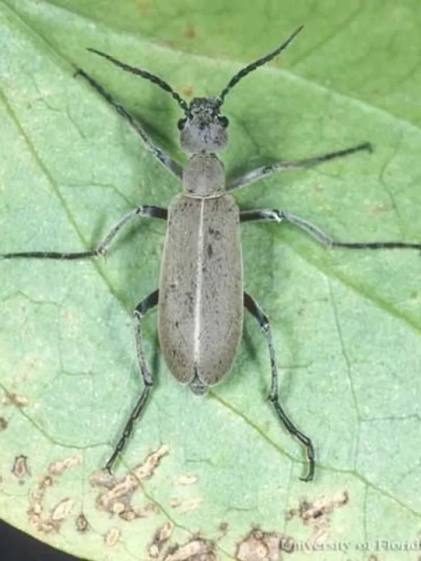Epicauta pestifera