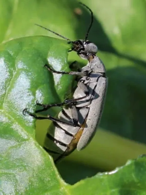Blister beetle