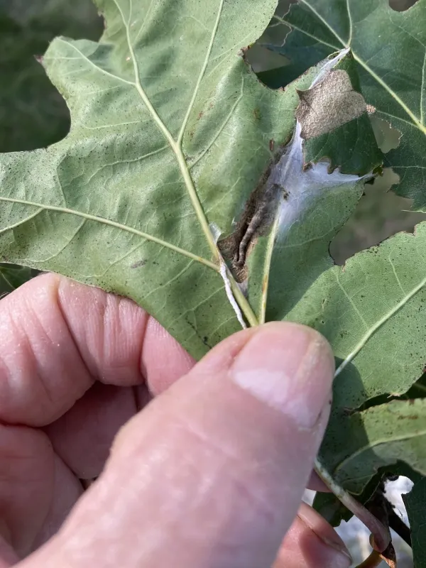 Maple trumpet skeletonizer