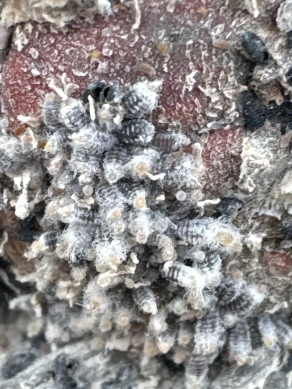 Woolly apple aphid