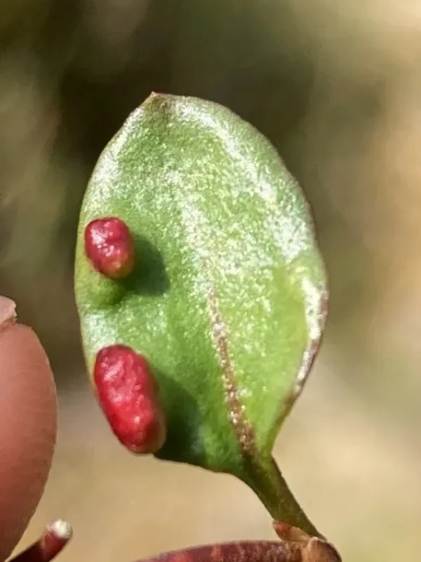 Gall mite