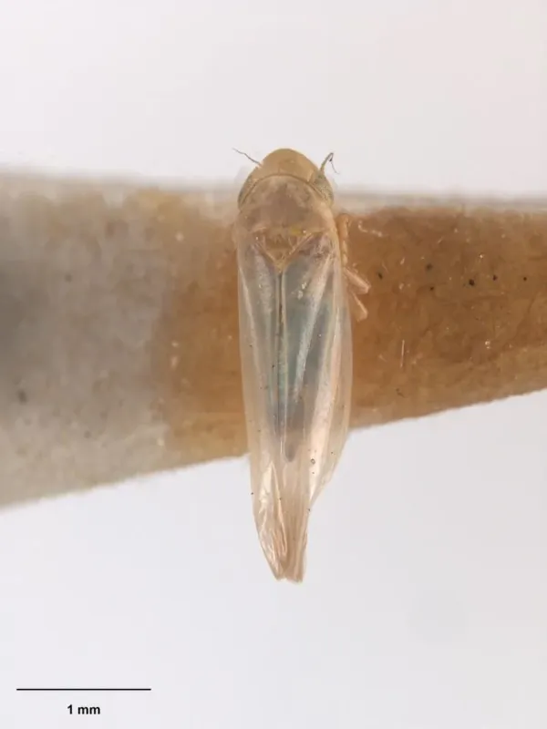 New Zealand leafhopper