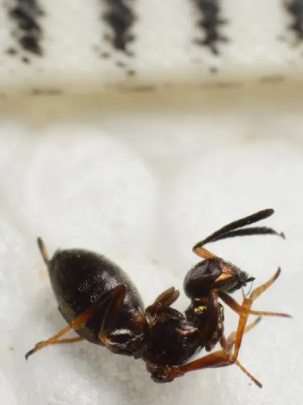 Eupelmus degeeri