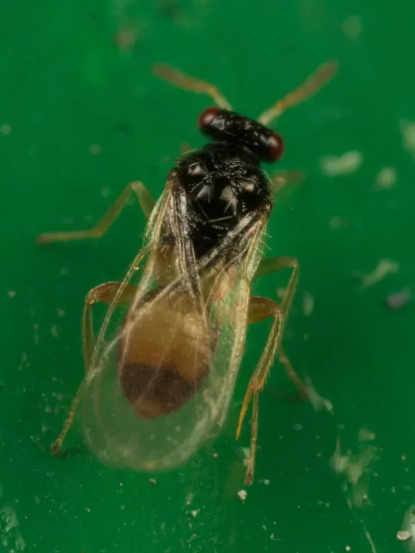 Euplectrus comstockii