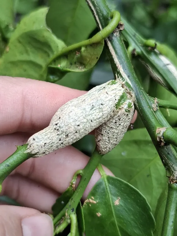 Citrus gall wasp