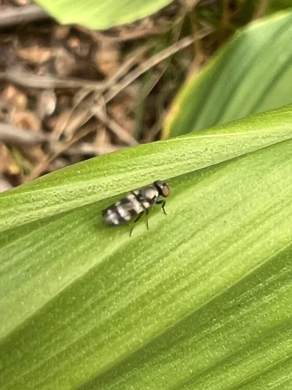 Euxesta annonae